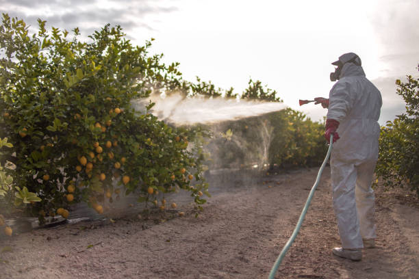 Best Bed Bug Extermination  in Scotts Valley, CA