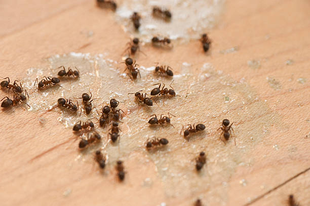 Best Pest Inspection Near Me  in Scotts Valley, CA