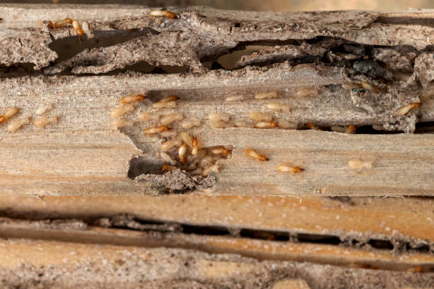 Best Commercial Pest Control Services  in Scotts Valley, CA